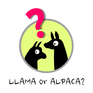 Llama or alpaca clear back square 300x300px